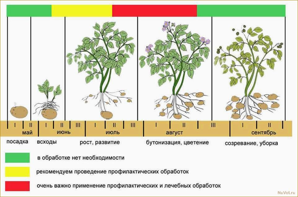 4 способа ускорить процесс посадки картофеля