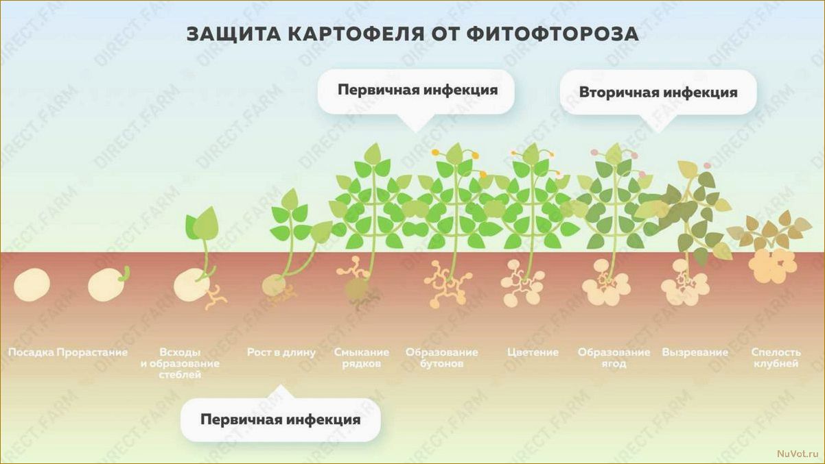 4 способа ускорить процесс посадки картофеля