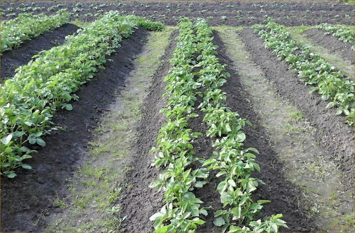 4 способа ускорить процесс посадки картофеля