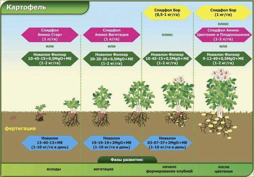 4 способа ускорить процесс посадки картофеля