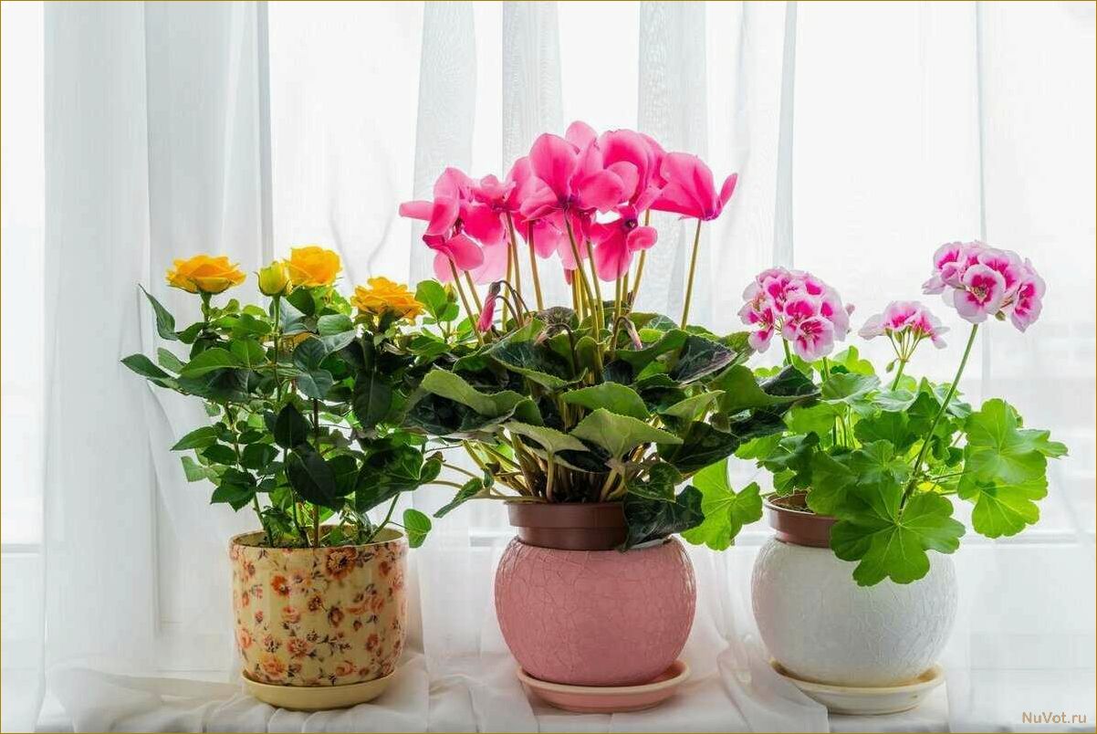 Естественная красота комнатных растений: как подобрать лучший вариант по фото и названию