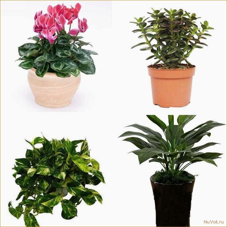 Естественная красота комнатных растений: как подобрать лучший вариант по фото и названию