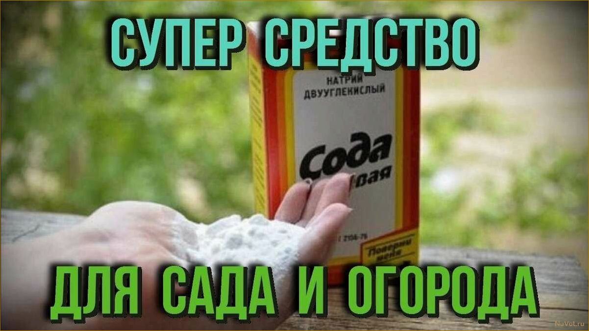 Почему осенью нужно купить побольше соды для огорода