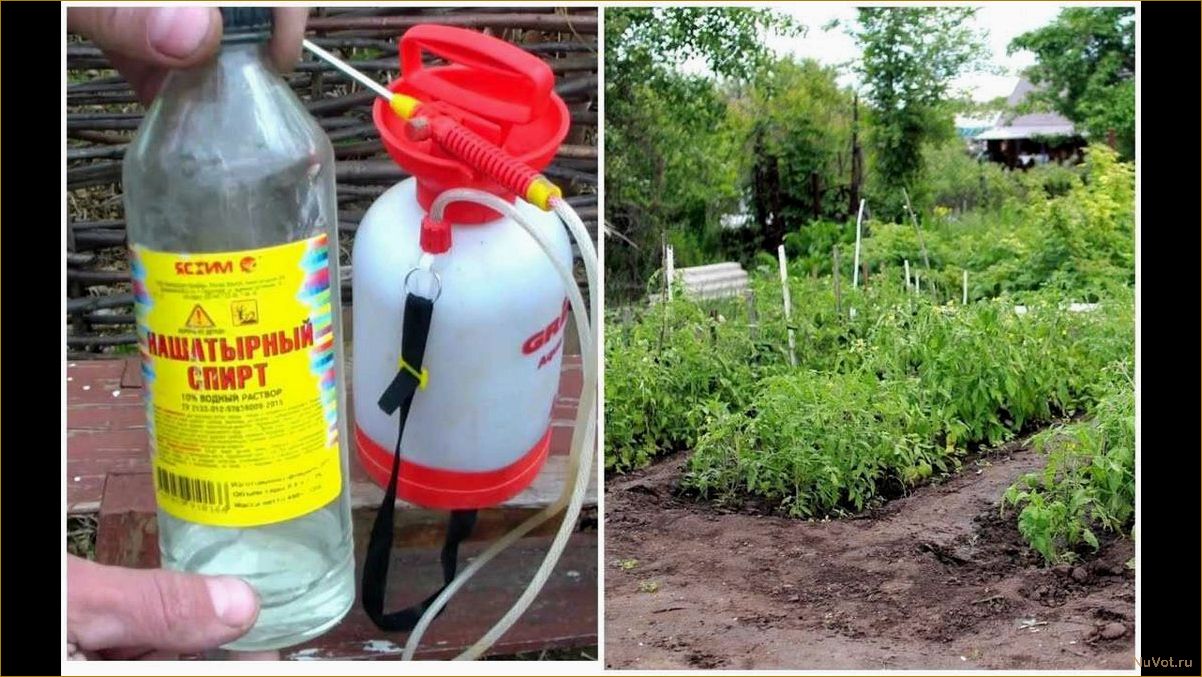 Спасаем сад и огород от тли: простой способ с копеечным средством