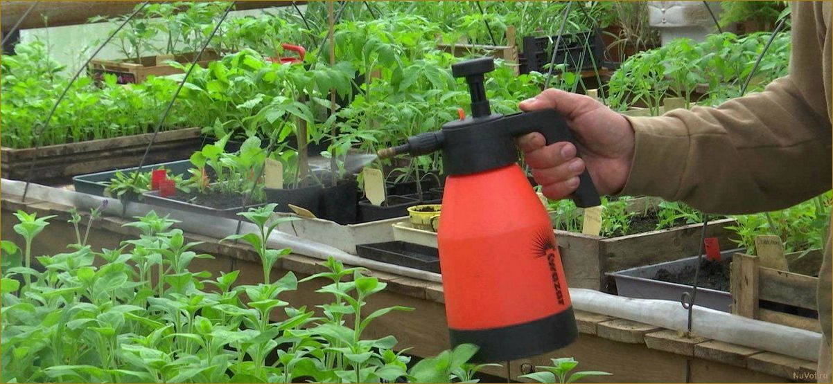 Спасаем сад и огород от тли: простой способ с копеечным средством