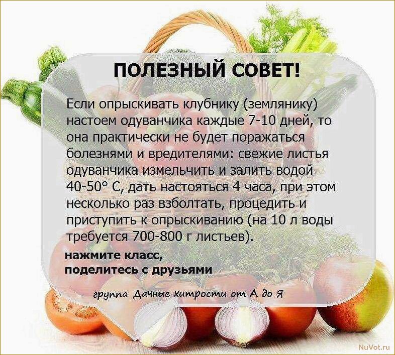 9 советов для повышения урожайности на даче: как создать волшебство на своем участке